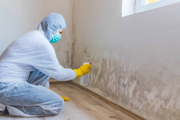 Licensed Mold Remediation service in Pennsauken, NJ - WQB Mold Removal