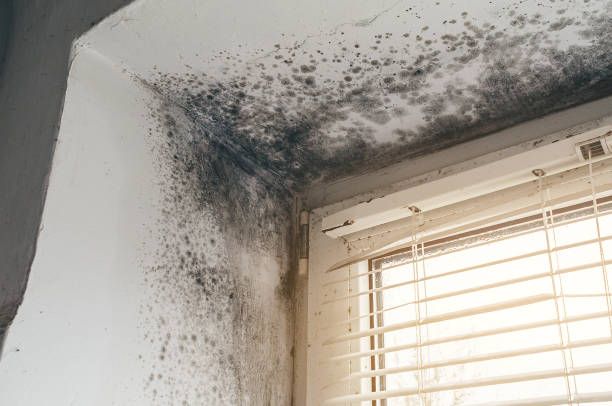 Affordable Mold Remediation solutions in Pennsauken, NJ